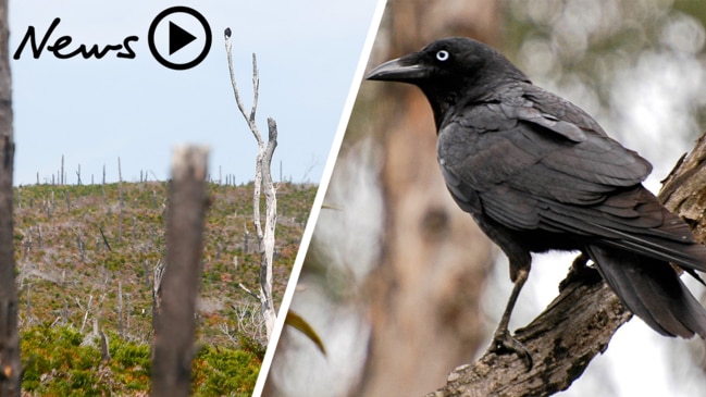 A week in the field with ornithologist Matthew Fielding