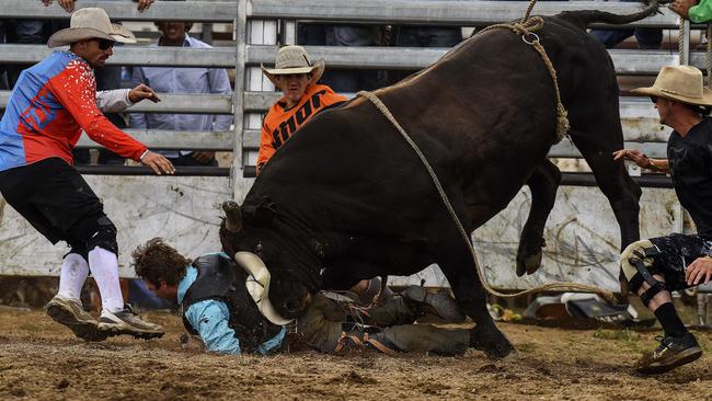 Ouch! A bull shows a man who is boss. Picture: Paul McIver