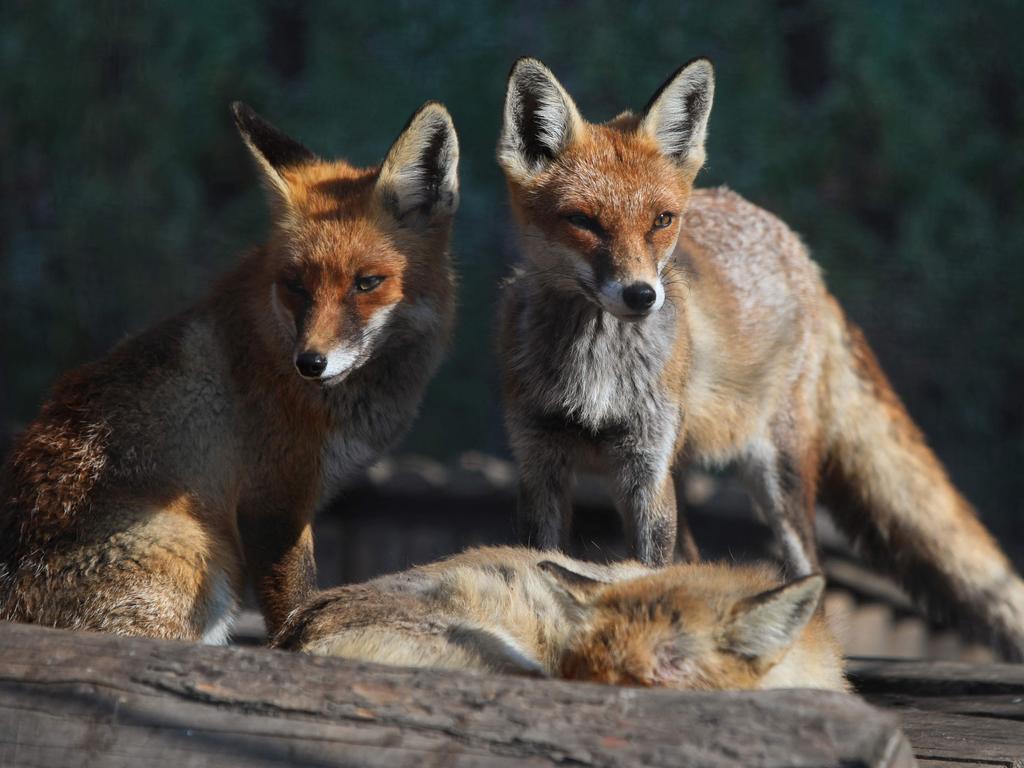 Even foxes are given sanctuary at the shelter. Picture: AFP