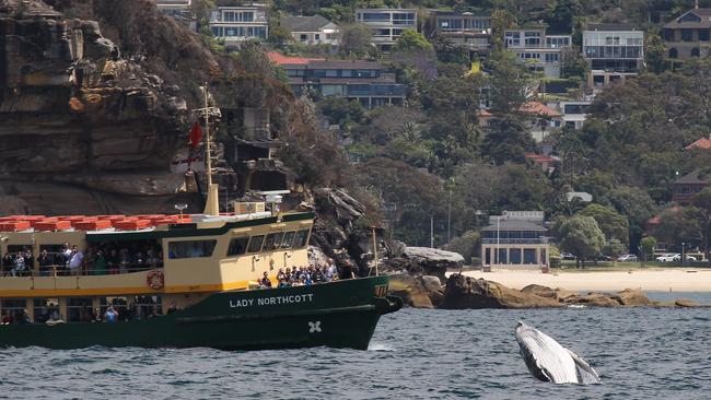 A Sydney ferry had to slow down as the calf frolicked close by. Picture: Jonas Liebschner