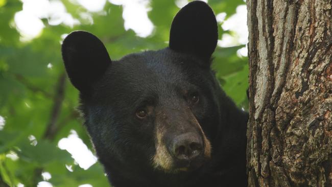 Black bear crashes into young boy’s bedroom in Anchorage, Alaska | news ...