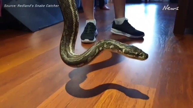 Massive python found under TV unit