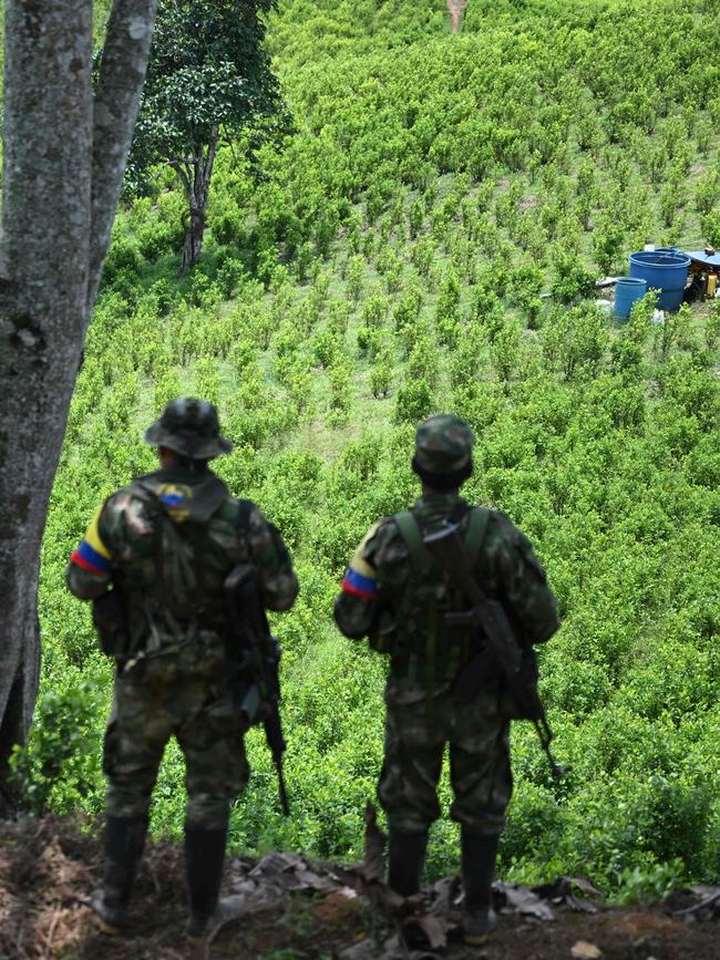 Members of the Carlos Patino front of the dissident FARC guerrilla patrol next to coca crops in Micay Canyon in Colombia. Picture: AFP