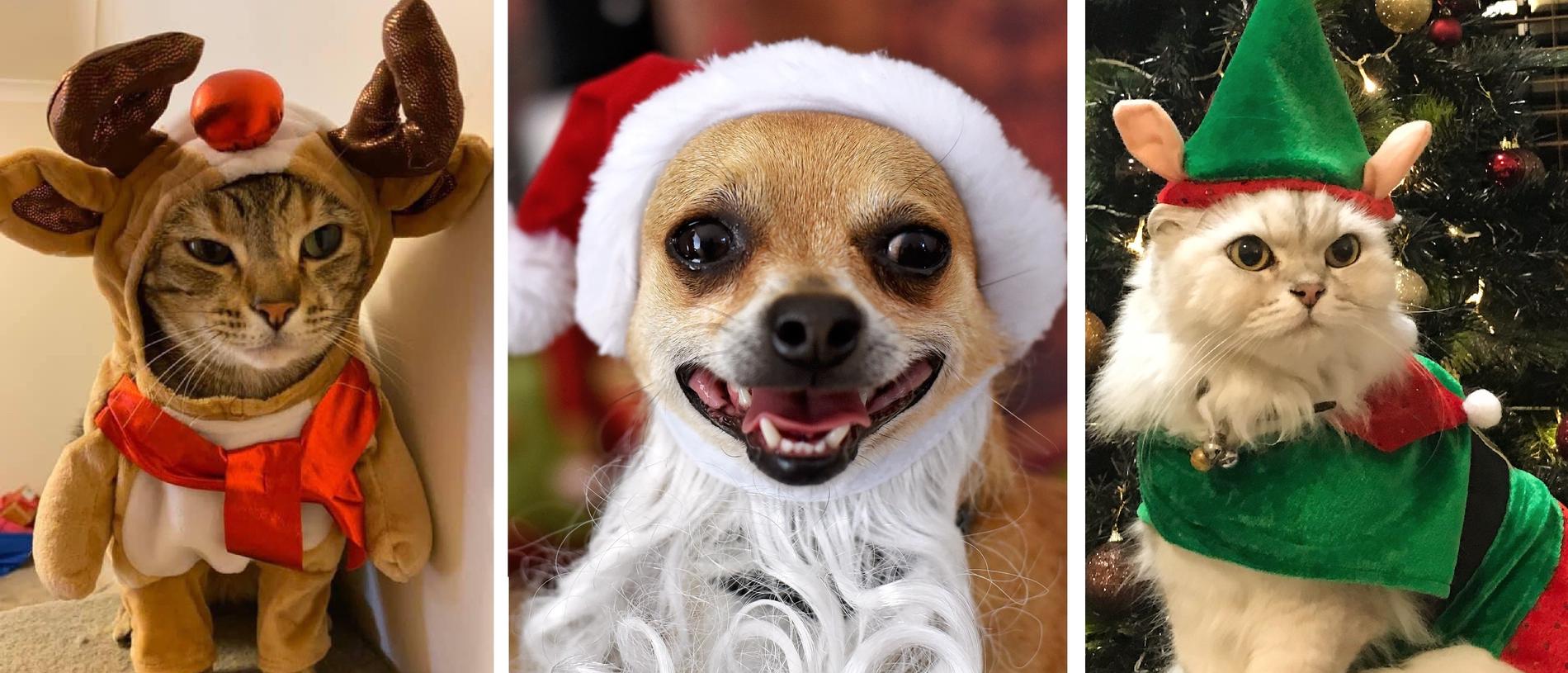 Brisbane’s best Christmas pets 2019: Reader photos | The Courier Mail