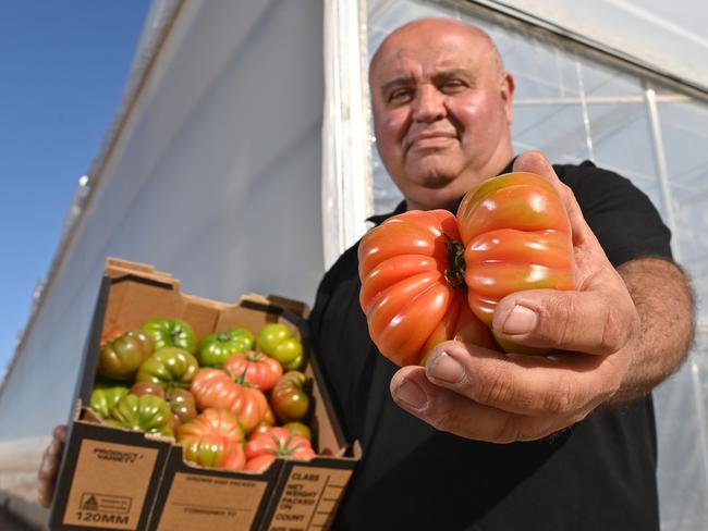 26/9/24. Cafcakis Nominee is critical of how the SA Government is handling the tomato virus outbreak. They're one of 18 farms, who have been waiting for four weeks for results of tests, in the meantime they've been locked out of supplying the NSW market until they can prove they don't have ToBRFV - Grower Tony Sacca.Picture: Keryn Stevens