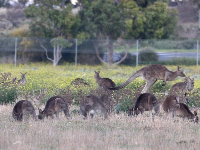 Kangaroos near Cooper Street on Tuesday, July 31, 2018, in Epping, Victoria, Australia. Picture: Hamish Blair