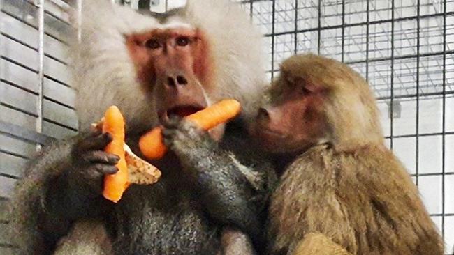 Three baboons escaped from a Sydney hospital prior to the male’s vasectomy. Picture: The Daily Telegraph