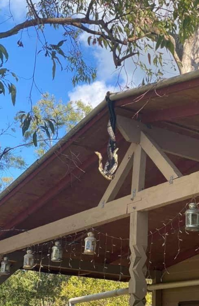 Snakes entangled in combat during breeding season. Source: Steven Brown from Brisbane North Snake Catchers and Relocation