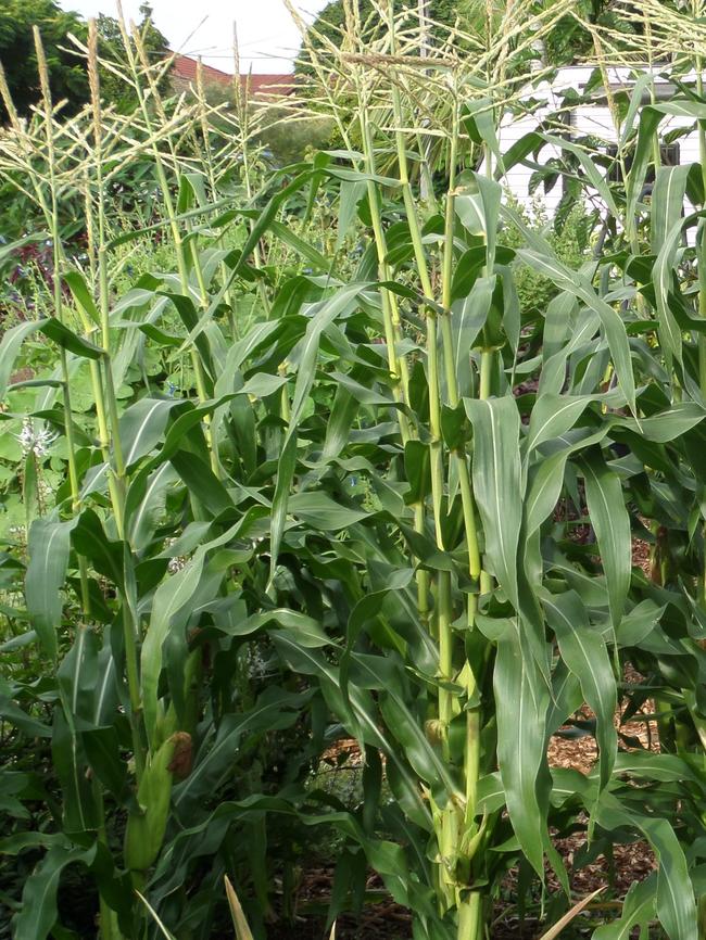 A great crop of corn in Jill Nixon’s garden. 