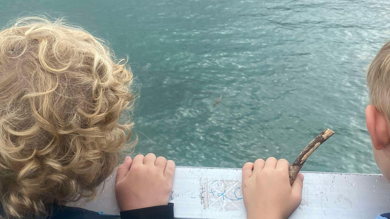 The baby crocodile could be seen by keen onlookers at the jetty. Picture: Gordon Canning