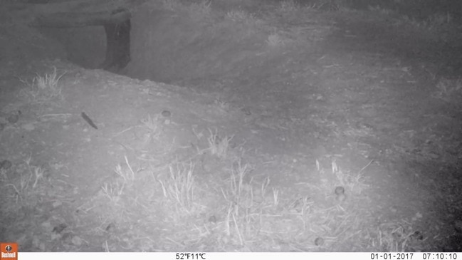 Wombat joey jumps for joy