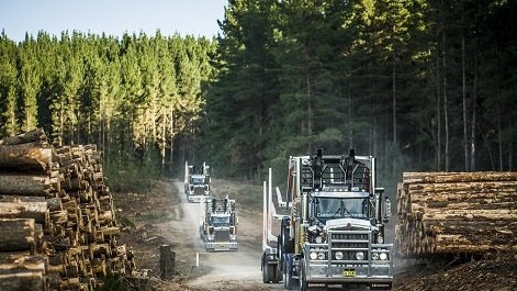 Trucks in a forestry plantation. Generic image.