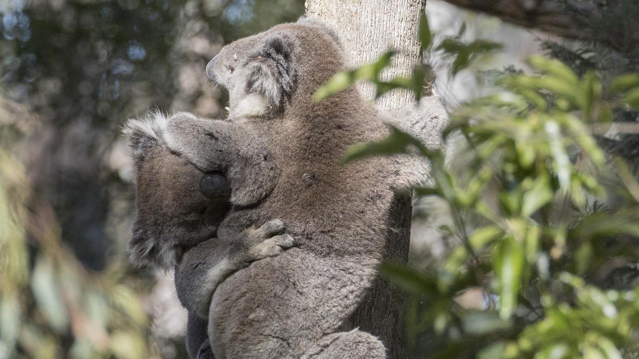 Tree corridors to save koalas in the wild