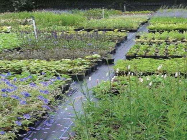 The nursery will propagate plants to repair a creek corridor, but it will also have a retail section.