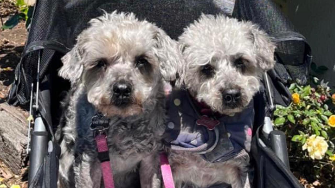 The ashes of these two pet Schnoodles', Pepsi and Max, were stolen from a Newtown home on Monday night. Owner, Jane Cameron, pictured with her sons Fraser and Rory. Photo: Supplied.