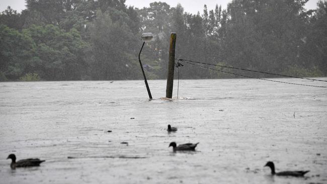 Ducks swim near a street light along the overflowing Nepean river in Penrith on Sunday. Picture: AFP