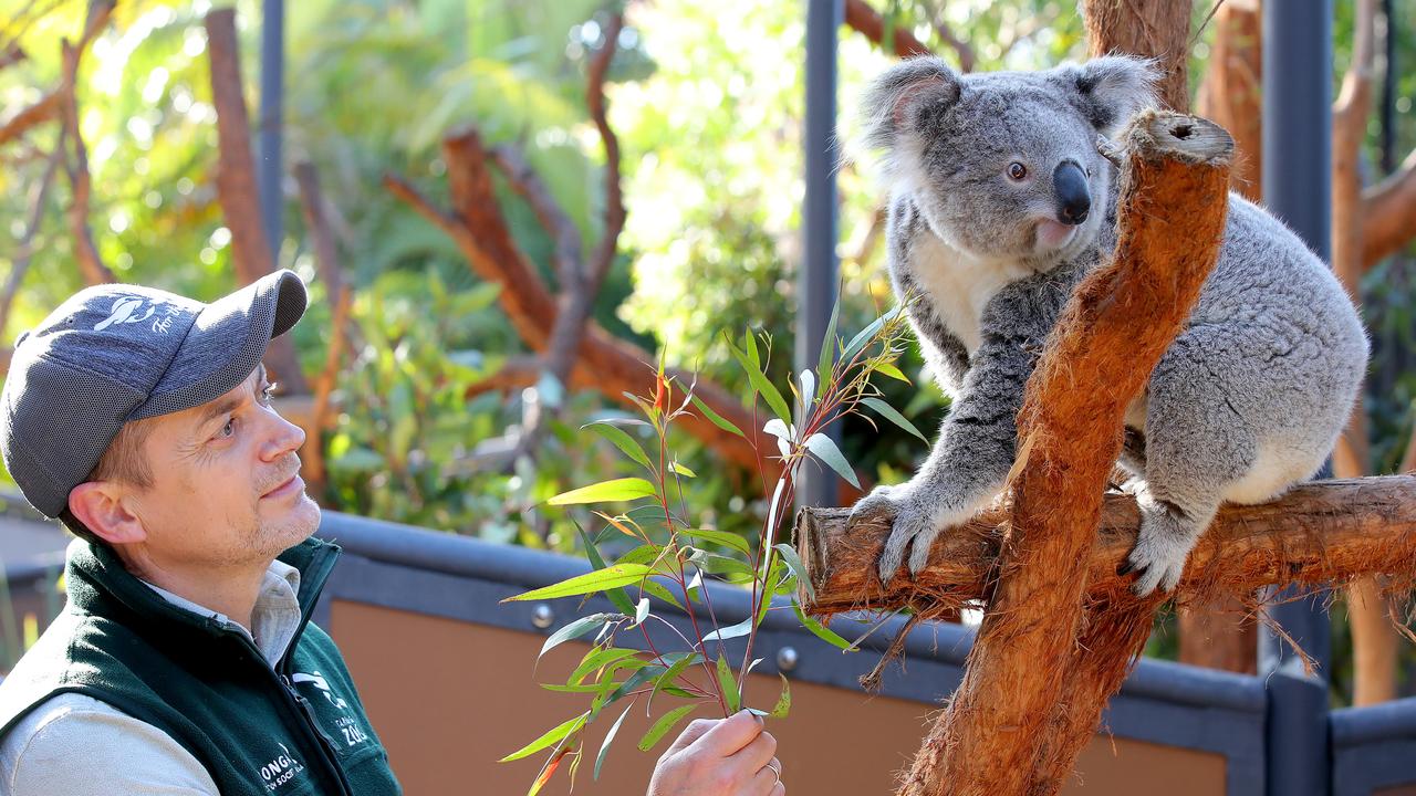 Taronga Zoo keeper Simon Brown tries to feed Ella some freshly picked eucalyptus leaves. Picture: Toby Zerna