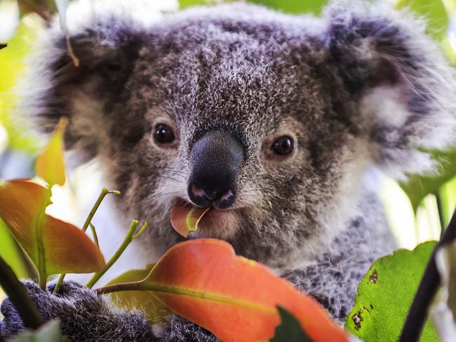 SYDNEY, AUSTRALIA - OCTOBER 14: A baby koala is seen at Wild Life Sydney Zoo on October 14, 2021 in Sydney, Australia. After 109 days closed, Merlin EntertainmentsÃ¢â¬â¢ iconic Darling Harbour attractions, including Sea Life Sydney Aquarium, Madame Tussauds Sydney, and Wild Life Sydney Zoo reopened their doors to the public. COVID-19 restrictions eased across NSW as of Monday after the state passed its 70 per cent double vaccination target. Under the state government's Reopening NSW Roadmap, hospitality, retail stores, gyms and hairdressers can reopen, along with indoor entertainment venues, cinemas, theatres, museums and galleries. Restrictions will ease further in NSW once the state reaches its next vaccination milestone of 80 per cent of people having received two doses of a COVID-19 vaccine. (Photo by Mark Evans/Getty Images) *** BESTPIX ***