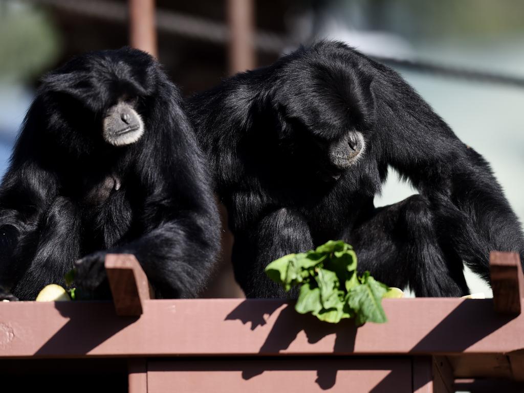 Siamangs are the largest of the nine gibbon species and mates form lasting bonds. Picture: AAP Image/Tracey Nearmy