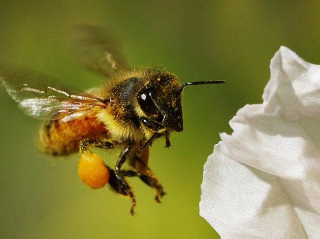 Generic image of a Australian native honey bee seen at Royal Botanical Gardens in Sydney, with news scientists have worked out how bees fly.