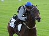 Melbourne Cup outsider backed to win $1.5m