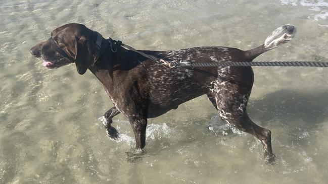 Will McDonald's dog Rupert, practising his hunting skills. . Picture: Will McDonald