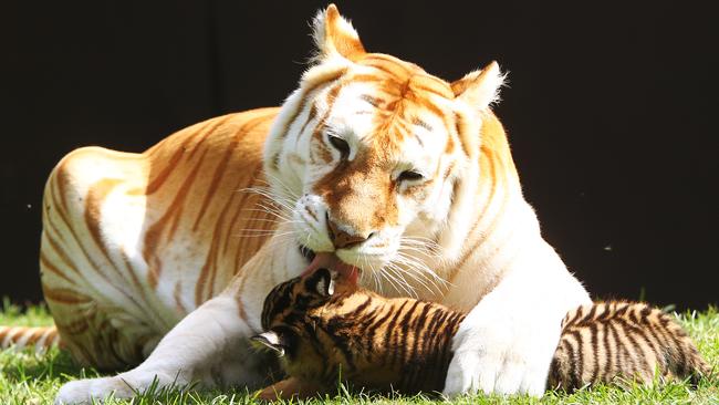 Dreamworld's new Bengal tiger cubs, nicknamed Arrow and Anchor, visit their new home Tiger Island for the first time, where they met Sita, an adult female Bengal tiger.