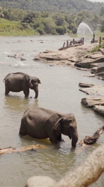 We visited the most well-known elephant sanctuary in Sri Lanka