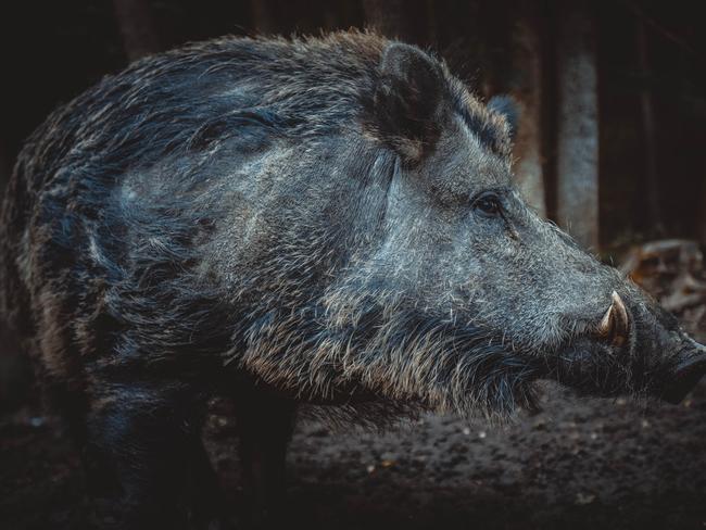 A feral pig on an Australian property. Picture: Michal Renčo/Pixaba