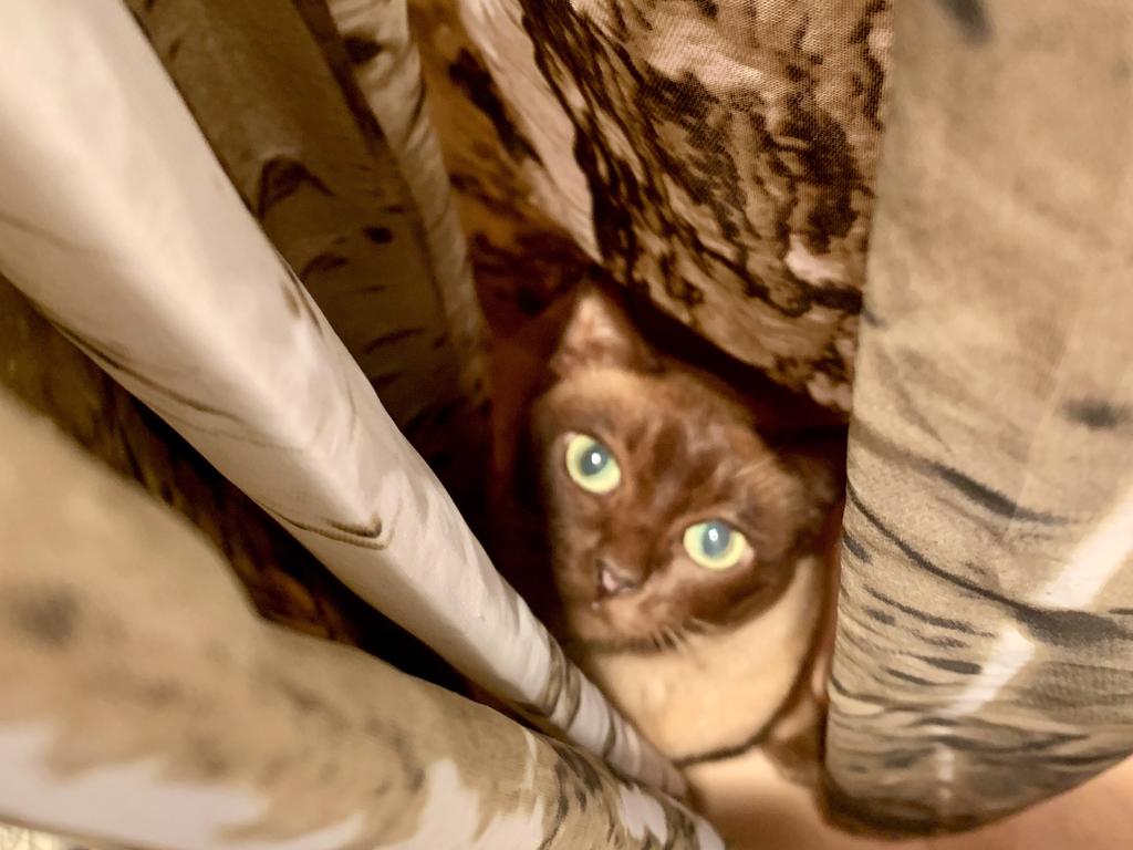 18/09/2019 - You’re never too old for peek-a-boo..Mia age 12 Picture: Clare Pretorius