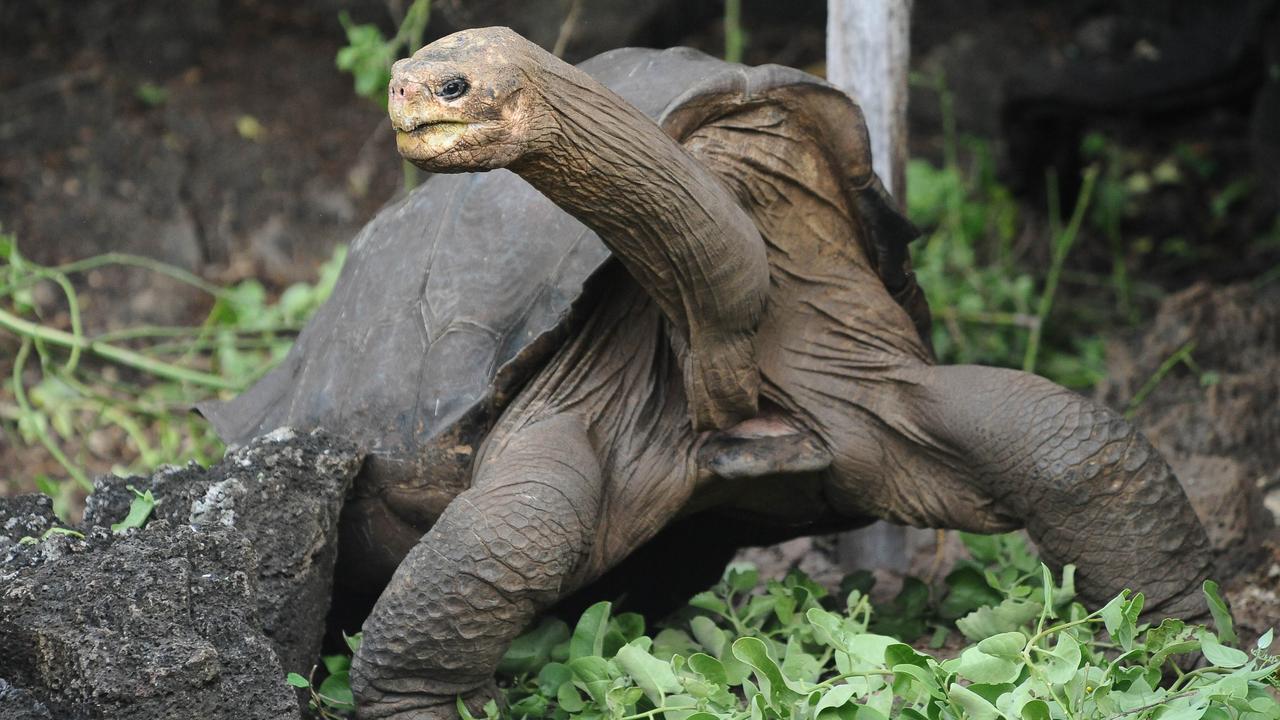 Lonesome George, the last known individual of the Pinta Island Tortoise, subspecies Geochelone nigra abingdoni, walks around Galapagos National Park's breeding center in Puerto Ayora, Santa Cruz island, in the Galapagos Archipelago, on April 19, 2012. Lonesome George died and left the world one subspecies poorer. The only remaining Pinta Island giant tortoise and celebrated symbol of conservation efforts in the Galapagos Islands passed away Sunday with no known offspring, the Galapagos National Park in Ecuador said in a statement. Estimated to be more than 100 years old, the creature's cause of death remains unclear and a necropsy is planned.  AFP PHOTO/RODRIGO BUENDIA