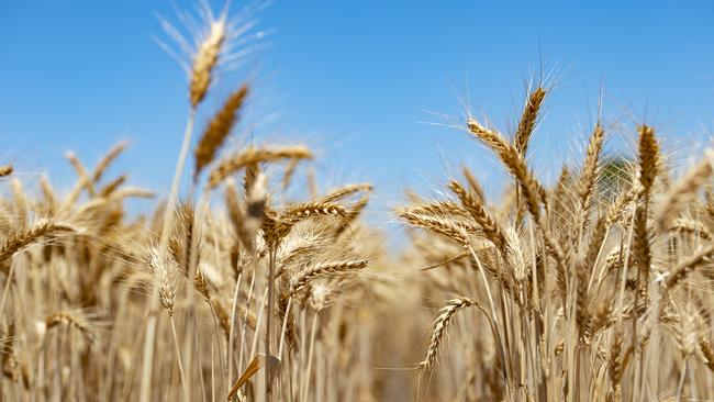 A rise in world grain production has dampened price expectations for Australian wheat, but canola is on the rise. Picture: Zoe Phillips