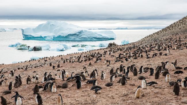 Hurtigruten Expeditions (HX) is also stringently adhering to protocols such as maintaining a five-metre distance from wildlife.