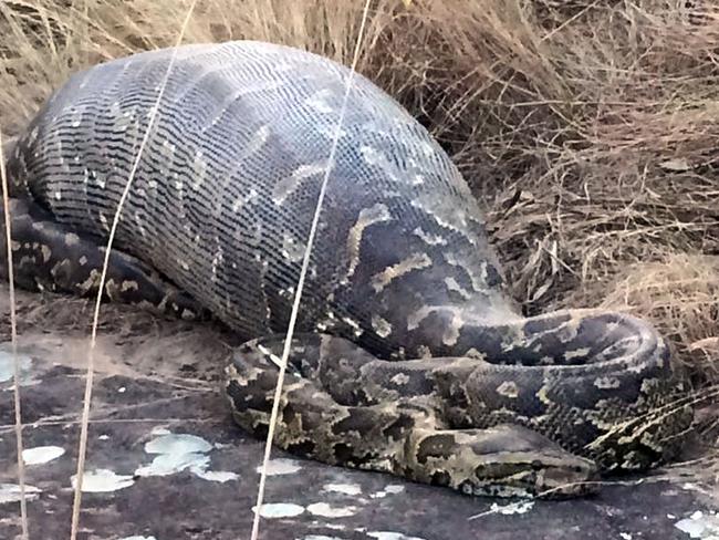 PIC FROM CATERS NEWS - (PICTURED: The snake is pictured with the porcupine in his stomach ) - This greedy python has bitten off more than he could chew when he perished after swallowing a prickly PORCUPINE. The bloated 3.9 metre African rock python was found by a mountain biker, lying next to a cycle track at Lake Eland Game Reserve, near Port Shepstone. The unlucky pythons eyes were clearly bigger than his belly when he sized up his last supper, and he was found with his innards punctured by dozens of needle-sharp quills from the 13.8kg porcupine. SEE CATERS COPY.