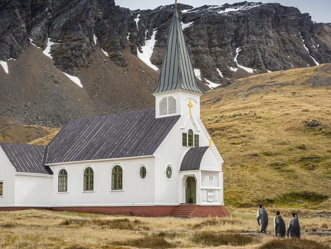 Three king penguins make their way towards South Georgia Island’s only church. Picture: Carl Henry/Barcroft Images