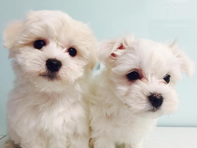 This is Cody and Luke. They are the newest additions to Victoria Bates’ family. They might be small in size but they have the biggest hearts.