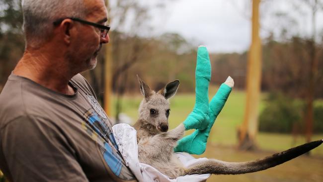 Qantas, an orphaned eastern grey kangaroo joey suffered burnt feet in the fires. Picture: AAP