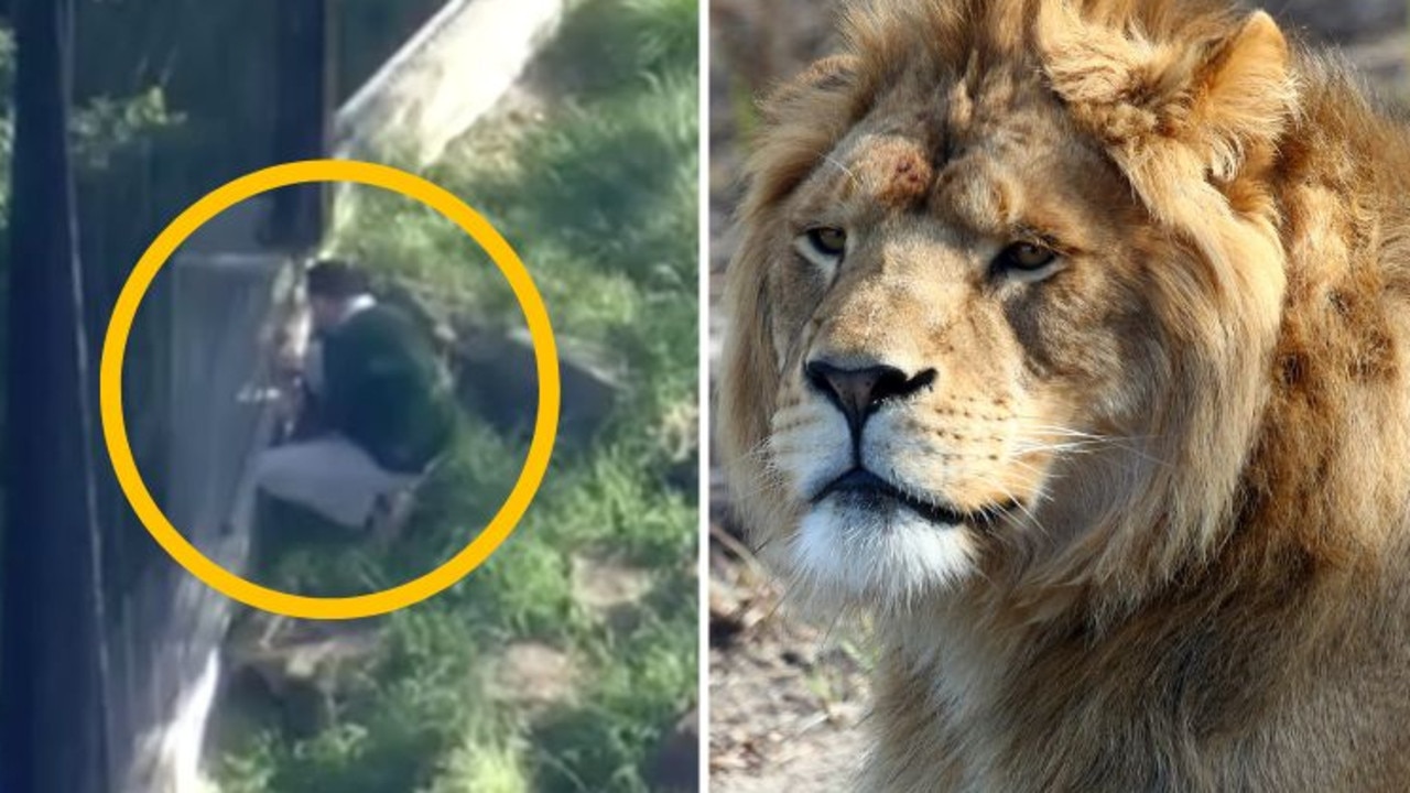 How did five lions escape Taronga Zoo enclosure, Sydney? | The Advertiser