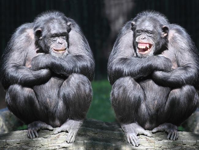 Two chimpanzees have fun, laughing generic