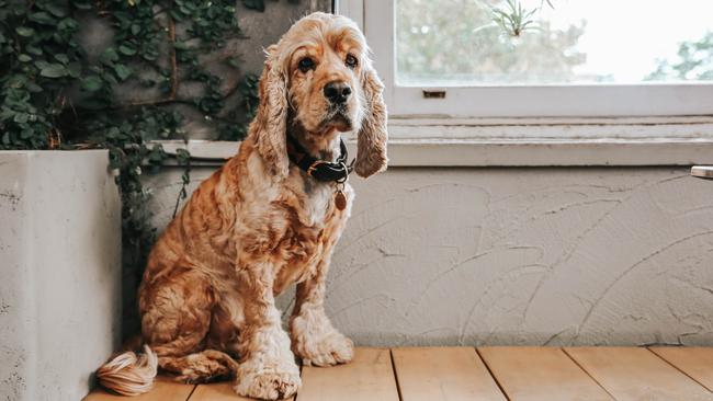 Head to the Elm Rooftop Bar for some Doggo Rooftop Trivia. Picture: Supplied