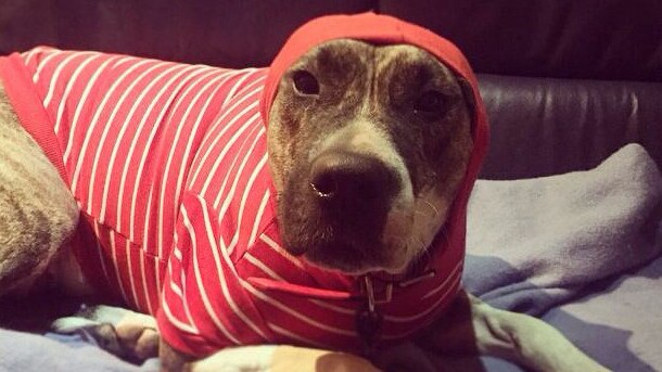 Mel Buttle's dog, Ruby, in her striped winter skivvy.