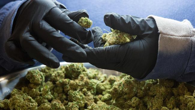 Medicinal marijuana buds being inspected. Picture: AFP