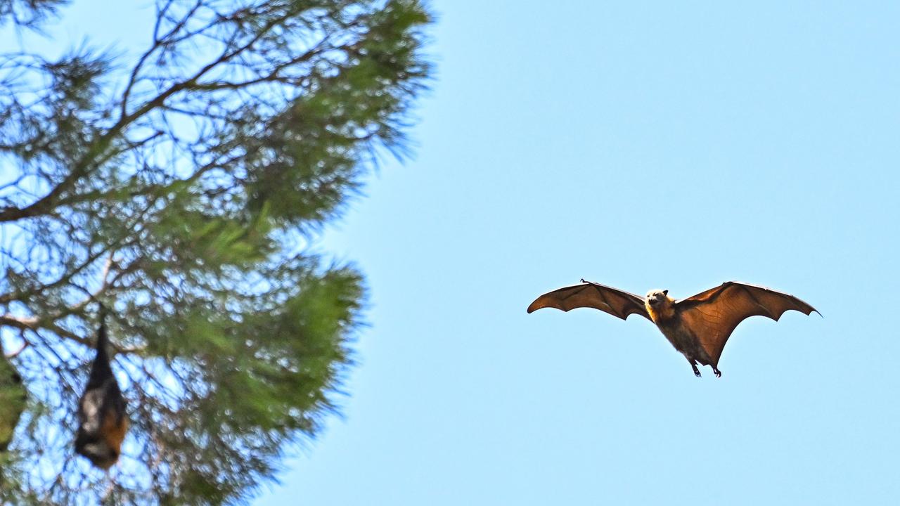 Flying Fox Paralysis Syndrome and extreme heat are leading to unwell bats being found on the ground and in backyards. Picture: NewsWire / Brenton Edwards