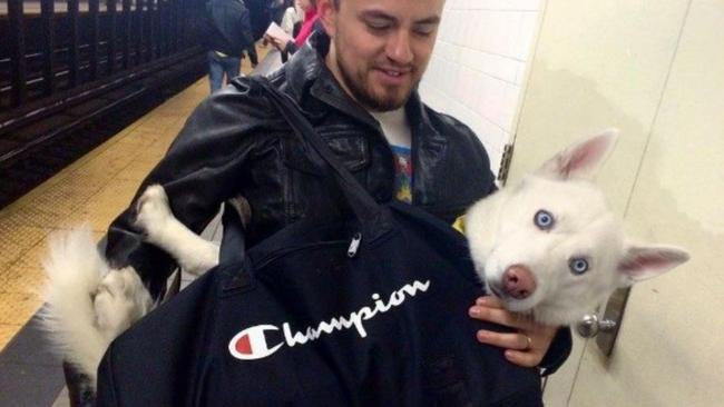 can dogs ride the nyc subway