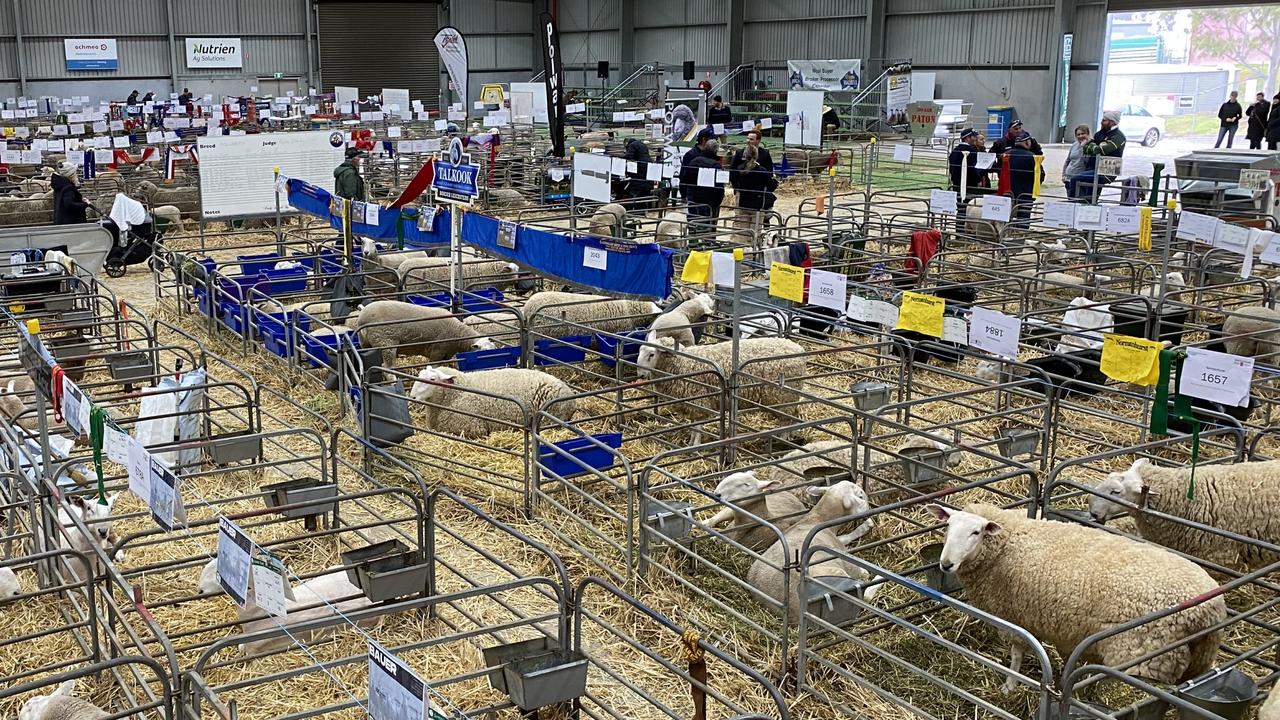 Australian Sheep and Wool Show: Bendigo showcases top genetics | The ...