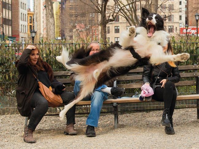 The Comedy Pet Photography Awards 2023Chris Porsz from PETERBOROUGH, United Kingdom.Title: Barking!Description: In March 2019 I was sat in the Union Sq New York dog run when I spotted a lady with a pink bag on her hand ( to keep her hand clean) throwing a ball to her dog which was sat down facing her. The dog then launched itself and flipped in mid air to face me and snap! As you can see the lady with her  hand on her head was as surprised as me and I think she is saying phew! I have searched in vain via the NY media to find the owner so that I can send her a copy. No joy so I am hoping this Pet Comedy competition can help me find the mystery woman and her leaping dog. You never know!  Animal: Border Collie Location of shot: Union Sq, New York