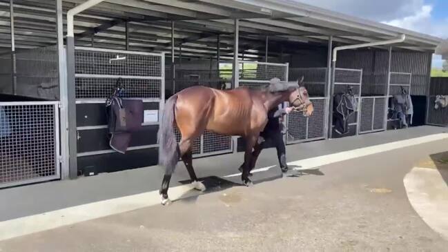 Melbourne Cup runner Future History