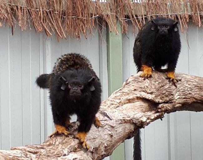 The Darling Downs Zoo has welcomed red-handed tamarins. Picture: Contributed