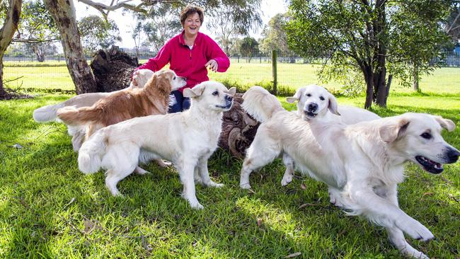 ‘They’re lovely dogs and people saw them as a quick source of income’: golden retriever breeder Kim Houlden at her Mornington peninsula property. Picture: Aaron Francis