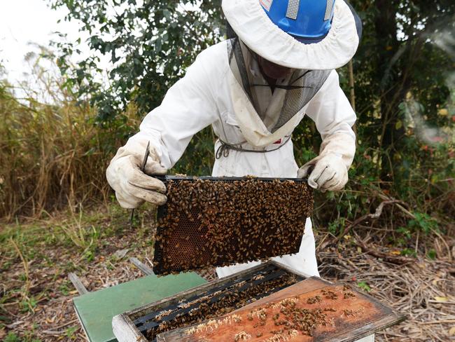 Beekeeper Eddie McKee.